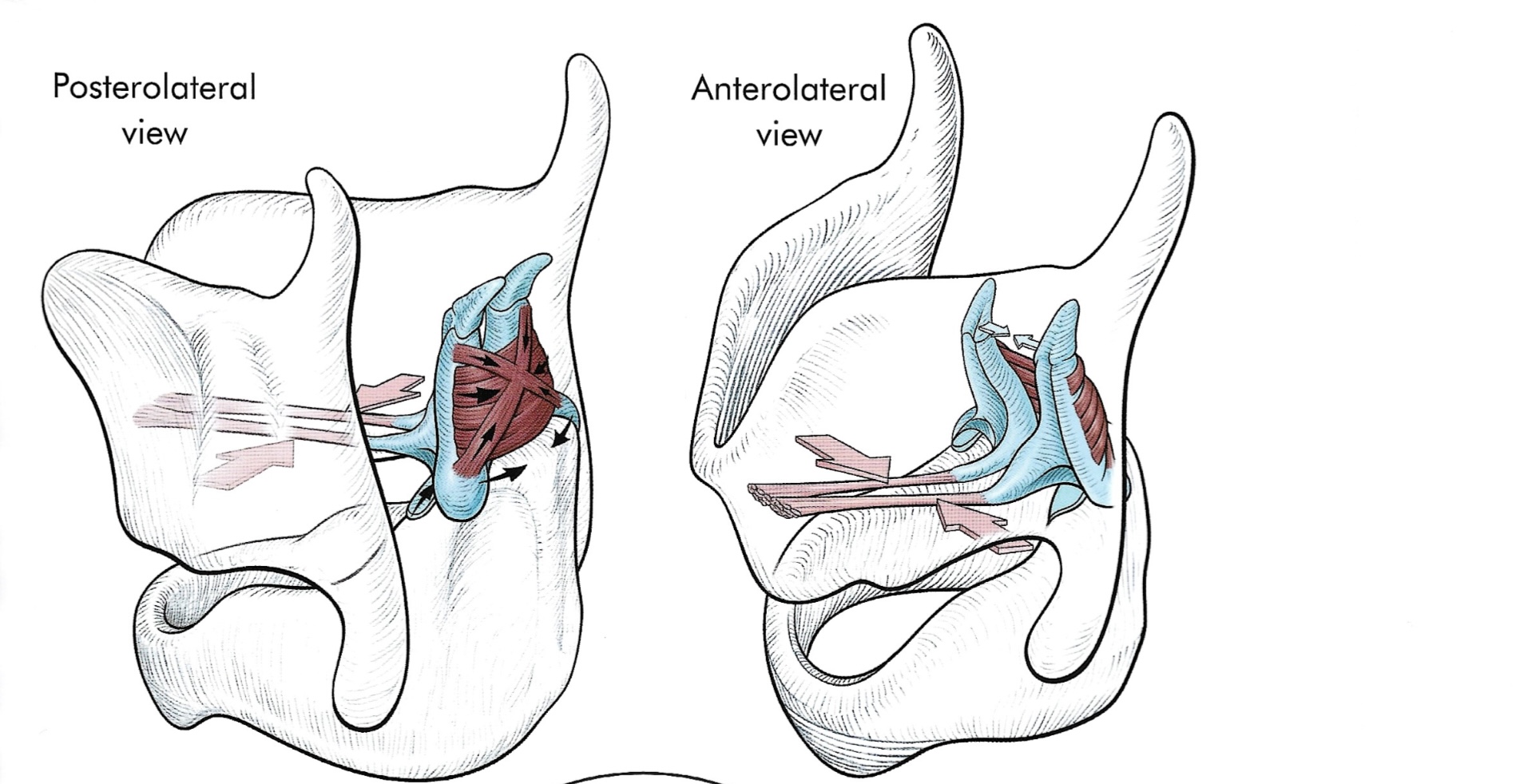 Action of the transverse and oblique arytenoid muscles, wich close the glottis.