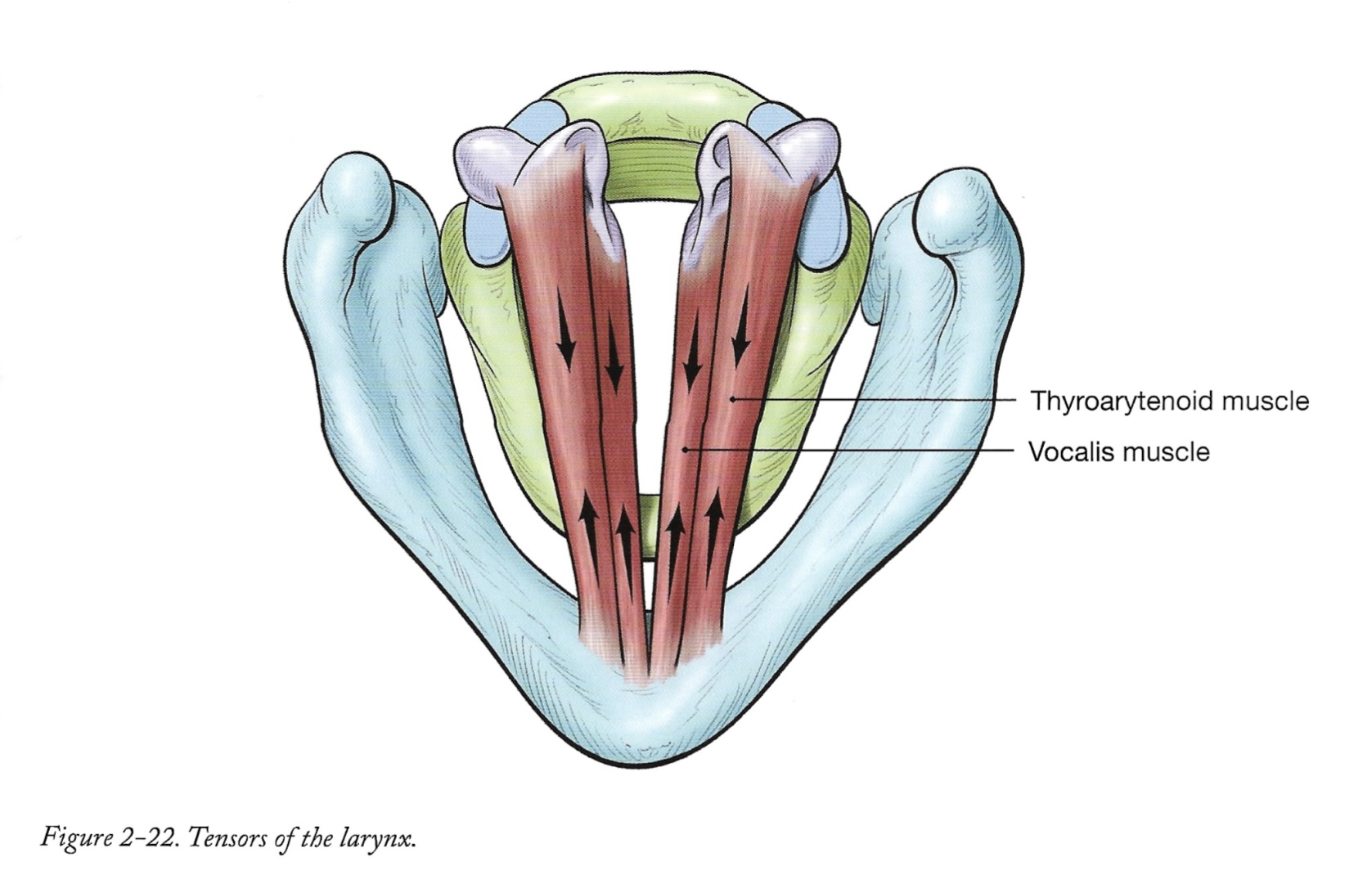 Tensors of the larynx.