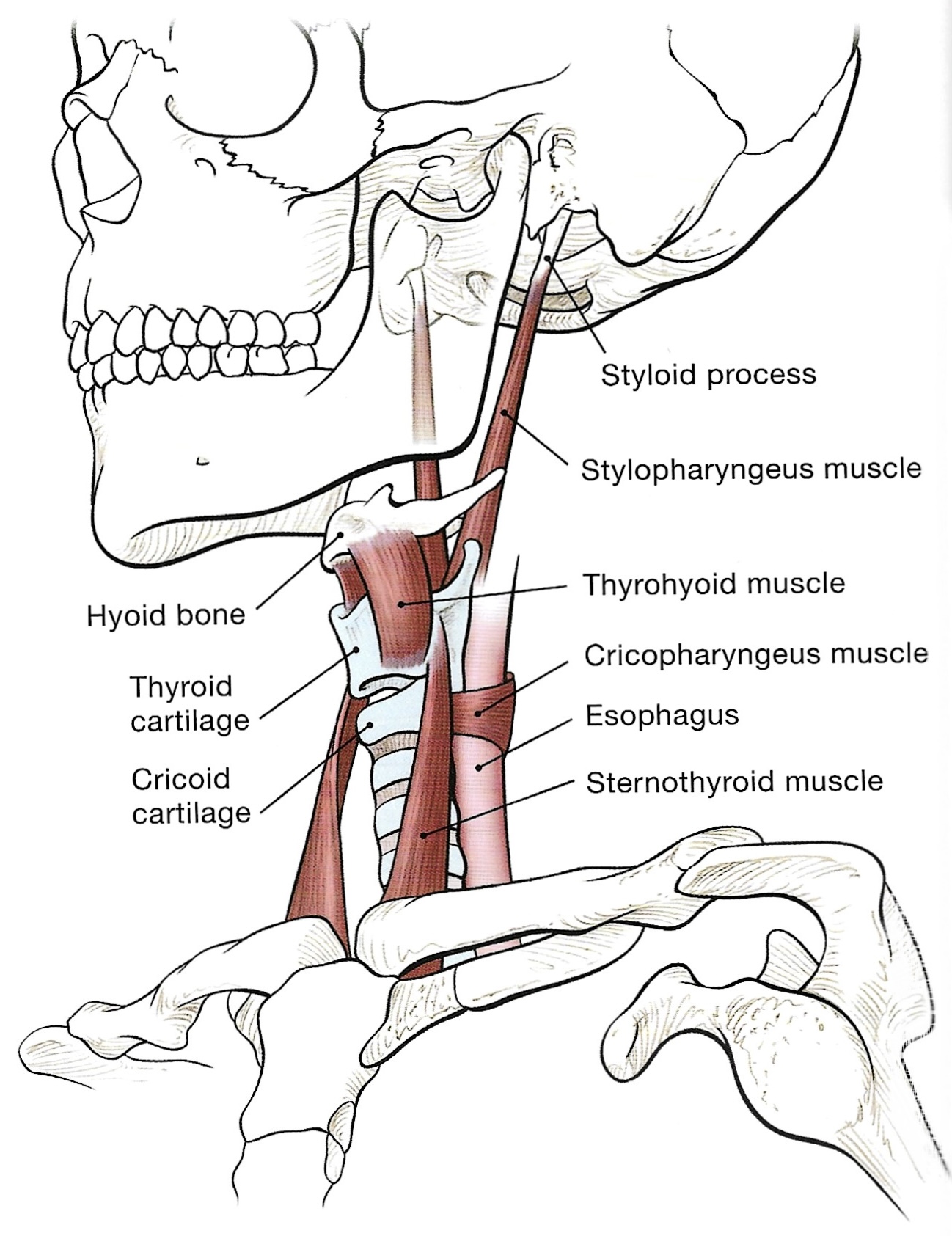 Músculos Suspensores da Laringe, Blog Tudo sobre Canto de Sónia André