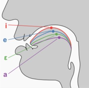 Posição da língua nas vogais, blog tudo sobre canto de Sónia André