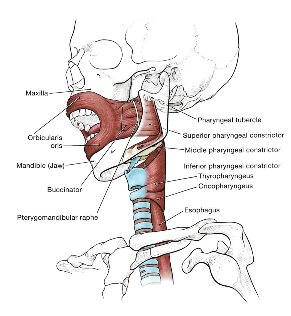 Músculos da boca e garganta do livro Anatomy of the Voice. Ilustração de G. David Brown