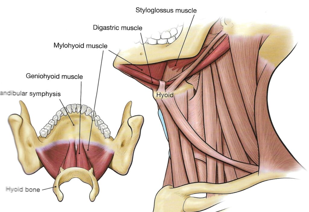 Osso hioide e músculos do queixo para o canto. Tudo sobre canto blog