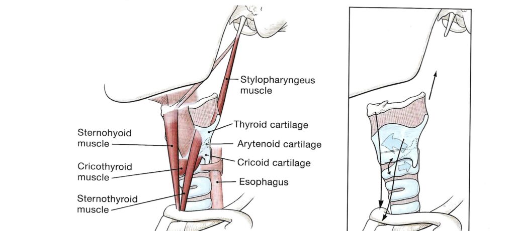 Acção dos musculos suspensores da laringe. Blog Tudo sobre canto