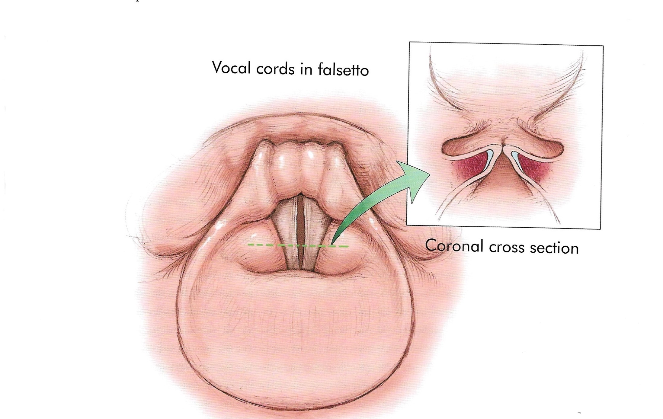 Cordas Falsas, Tudo sobre canto Blog. Imagem pertence G. David Brown do livro Anatomy of Voice